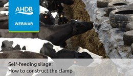 Self-feeding silage: How to construct the clamp